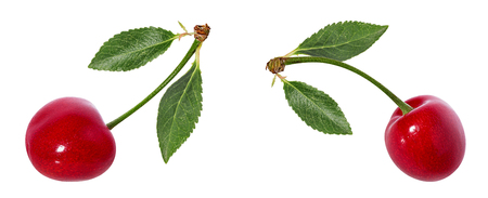 Cherry with leafs isolated on white background.の写真素材