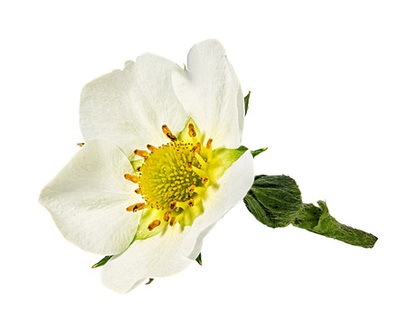 Strawberry flower isolated on white backgroundの写真素材