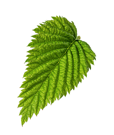 Currant leaf isolated on white background Clipping Path