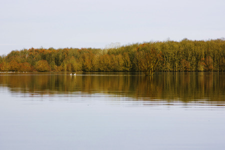 Wood in flooded field in autumn in Lonjsko polje, Croatia, reflection on waterの写真素材