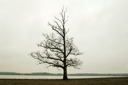 Lonely tree in the winter in the field in Lonjsko polje, Croatiaの写真素材