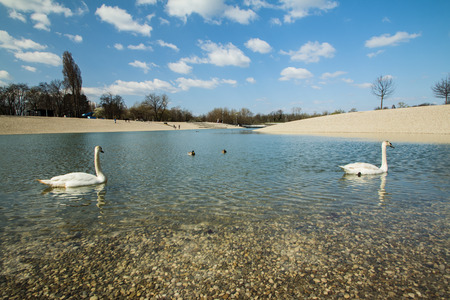 Swan on Bundek lake in Zagreb Croatia on Saturday morningの写真素材