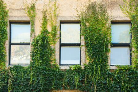 Windows and rusty old wall with ivy