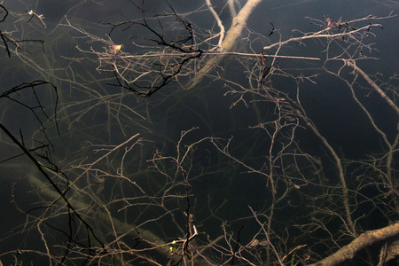 Tree branches on the surface of lake, dark mystic atmosphereの写真素材