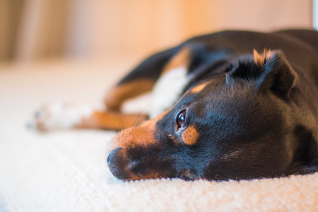 Cute Mix Puppy lying on Human Bed, selective focus