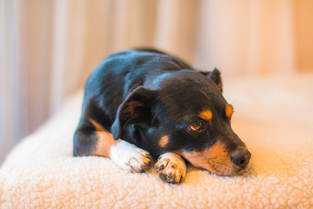 Cute Mix Puppy lying on Human Bed, selective focusの写真素材