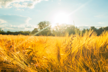 Sunset on the field of yellow wheat, sunlight, lens flare, cloudy sky, nature park Lonjsko polje, Croatia, selective focusの写真素材