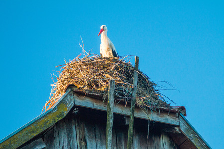 White stork in nest on old wooden house roof in morning, nature park Lonjsko polje, Croatiaの写真素材
