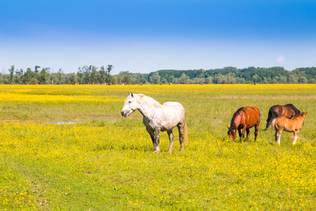 Croatia, nature park Lonjsko, wild horses on green field in spring, beautiful meadow landscapeの写真素材