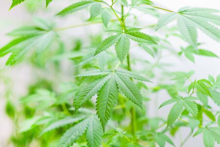 Cannabis Sativa plant growing indoors under light, leaves detail, isolated on white. Shallow depth of field, selective focus.の写真素材