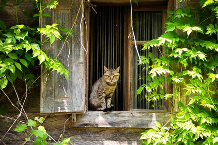 Cat sitting on the window of old rustic countryside house, Lonjsko polje, Croatiaの写真素材