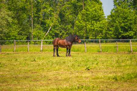 Horse outdoor on farm in nature park Lonjsko polje, Croatia in springの写真素材