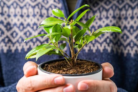 Bearded man indoors holding and showing the vase with beautiful plant in hands, candid photo, shallow debt of fieldの写真素材