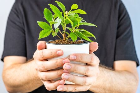 Bearded man indoors holding and showing the vase with beautiful plant in hands, candid photo, shallow debt of fieldの写真素材
