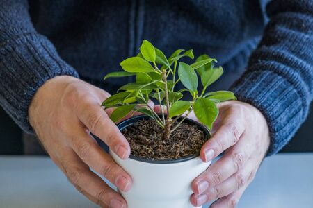 Detail of hands caring about the new plant in vase indoord. Candid photo, shallow debt of field. Planting a plant at home.の写真素材