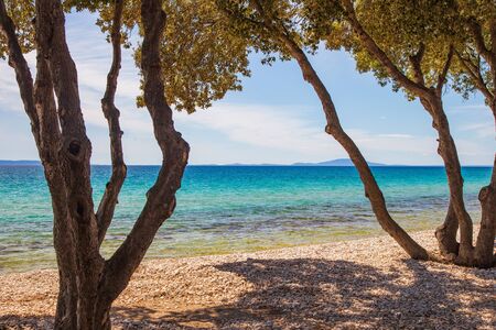 Croatia, island of Pag, beautiful beach under pine trees, turquoise water of Adriatic Sea on sunny summer day. Famous tourist destination.の写真素材