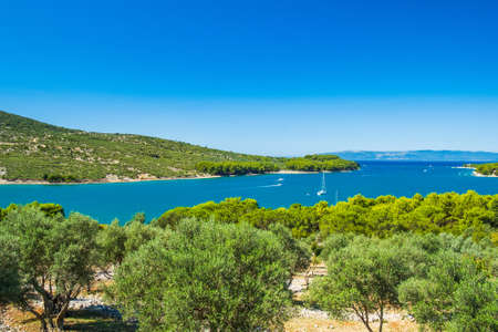 Olive trees and beautiful Adriatic seascape, sail boat in lagoon on the island of Cres in Croatiaの写真素材
