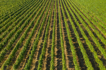 Vineyard raws in Daruvar region, Croatia, panoramic viewの写真素材
