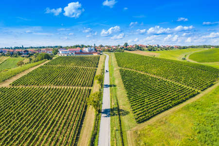 Green countryside landscape, hills and vineyards in Daruvar, Croatiaの写真素材