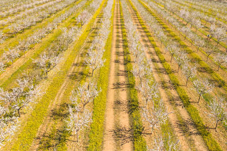 Long alley of almond trees blossom on an almonds plantation, view from droneの写真素材
