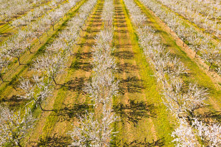 Long alley of almond trees blossom on an almonds plantation, view from droneの写真素材