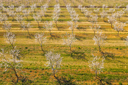 Long alley of almond trees blossom on an almonds plantation, view from droneの写真素材