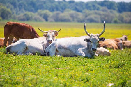 Lazy cows on pasture in nature park Lonjsko polje, Croatiaの写真素材