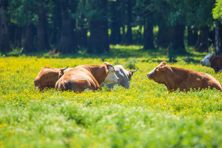 Lazy cows on pasture in nature park Lonjsko polje, Croatiaの写真素材