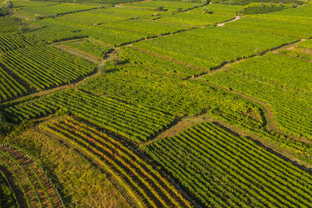 Vrbnik vineyards, aerial view, Island of Krk, Croatiaの写真素材