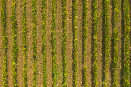 Vrbnik vineyards, aerial view, Island of Krk, Croatiaの写真素材