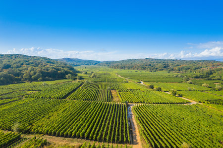 Vrbnik vineyards, aerial view, Island of Krk, Croatiaの写真素材