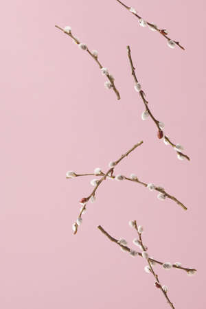 Creative arrangement with free falling willow branches with catkin buds against pale pink...