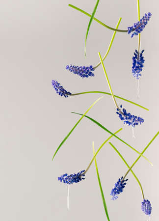 Purple blue grape hyacinth flowers with water drops free falling against bright gray background. Minimal spring bluebells bloom creative arrangement. Abstract botanical concept.の写真素材