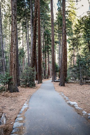 Hiking trail in Yosemite National Park, California, USAの写真素材