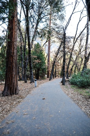 Hiking trail in Yosemite National Park, California, USAの写真素材