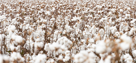 Cotton field during harvesting season in Greeceの写真素材