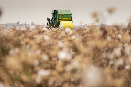 Cotton picker is harvesting a field in Greeceのeditorial素材