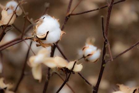 Cotton plant in the fieldの写真素材