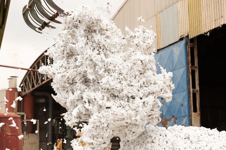 Greek seed cotton getting unloaded in the ginning millの写真素材