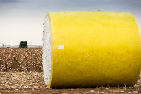 Cotton picker is harvesting a field in Greeceの写真素材