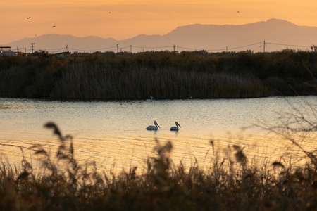 Pelicans swimming in Vistonida lake, Rodopi, Greece during sunsetの写真素材