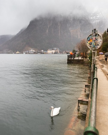 Swan swimming in Hallstatt lake, by the road, on a snowy, winter dayの写真素材