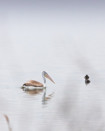Pelican and black ducks swimming in Vistonida lake, Rodopi, Greeceの写真素材
