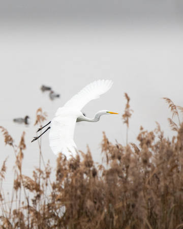 Beautiful white heron flying over Vistonida lake, Rodopi, Greeceの写真素材