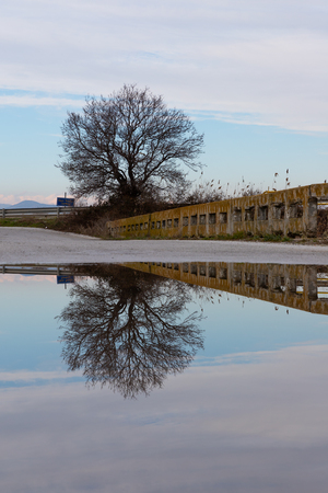 Reflection of a tree in a pond after rainの写真素材