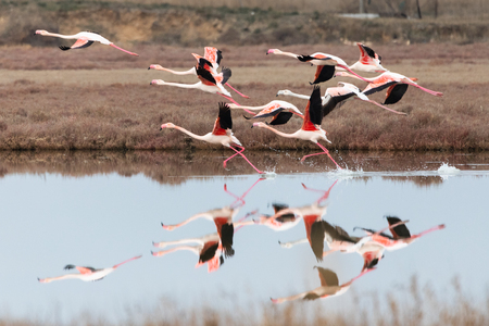 Group of greater pink flamingos and their reflections flying over a lake in Ptelea lagoon, Rodopi, Greeceの写真素材