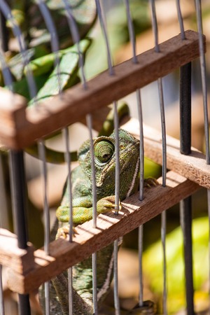 Lizard in a cage, in a street market of Marrakesh, Moroccoの写真素材