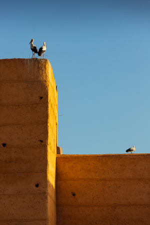 Storks building their nest at the top of a tall building in Marrakesh, Moroccoの写真素材