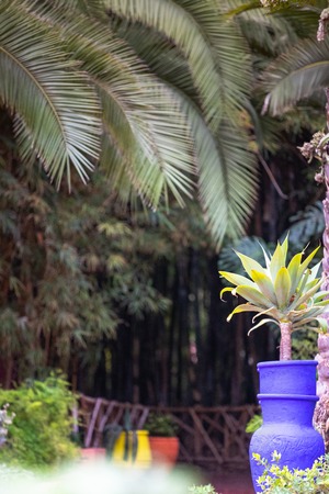 Blue flower pot in a pathway of Majorelle Garden (Jardin Majorelle), Marrakesh, Moroccoの写真素材