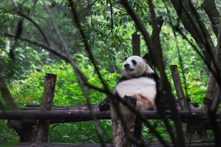 Giant panda resting in Research Base of Giant Panda Breeding, Chengdu, China on a hot, summer dayの写真素材